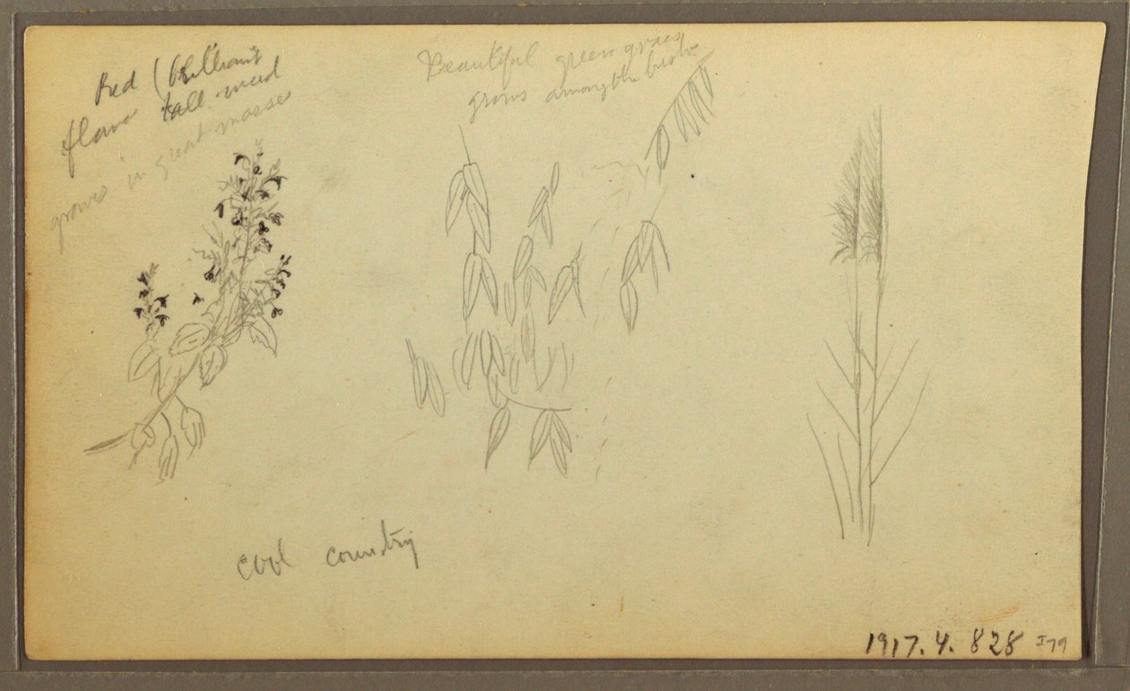Kresba, botanické skici, dům; botanické skici, 1857 od Frederic Edwin Church