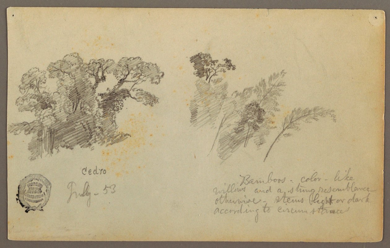 Kresba, Botanické studie z Kolumbie, červenec 1853 od Frederic Edwin Church