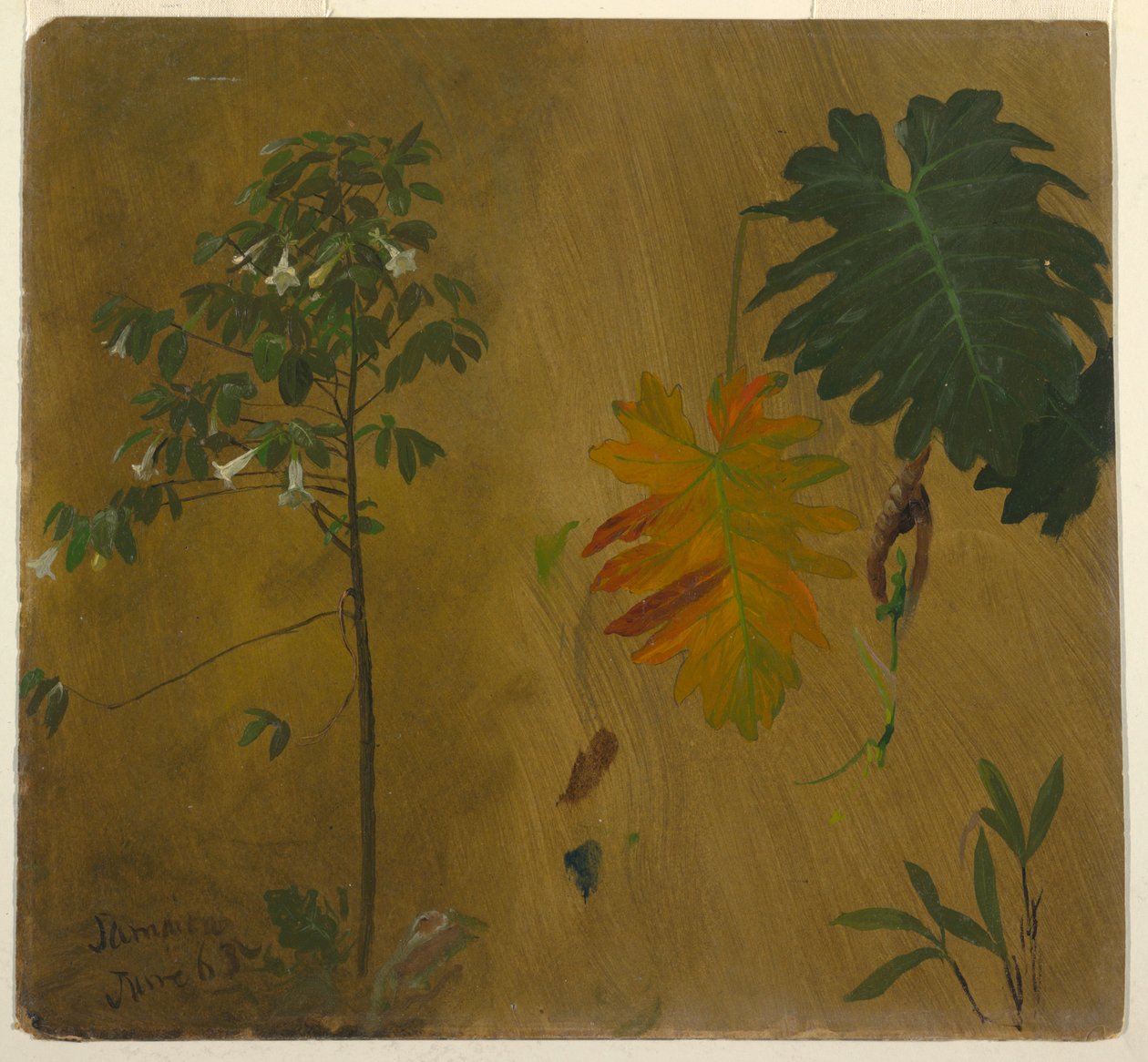 Kresba, Botanické studie z Jamajky, Západní Indie, červen 1865 od Frederic Edwin Church