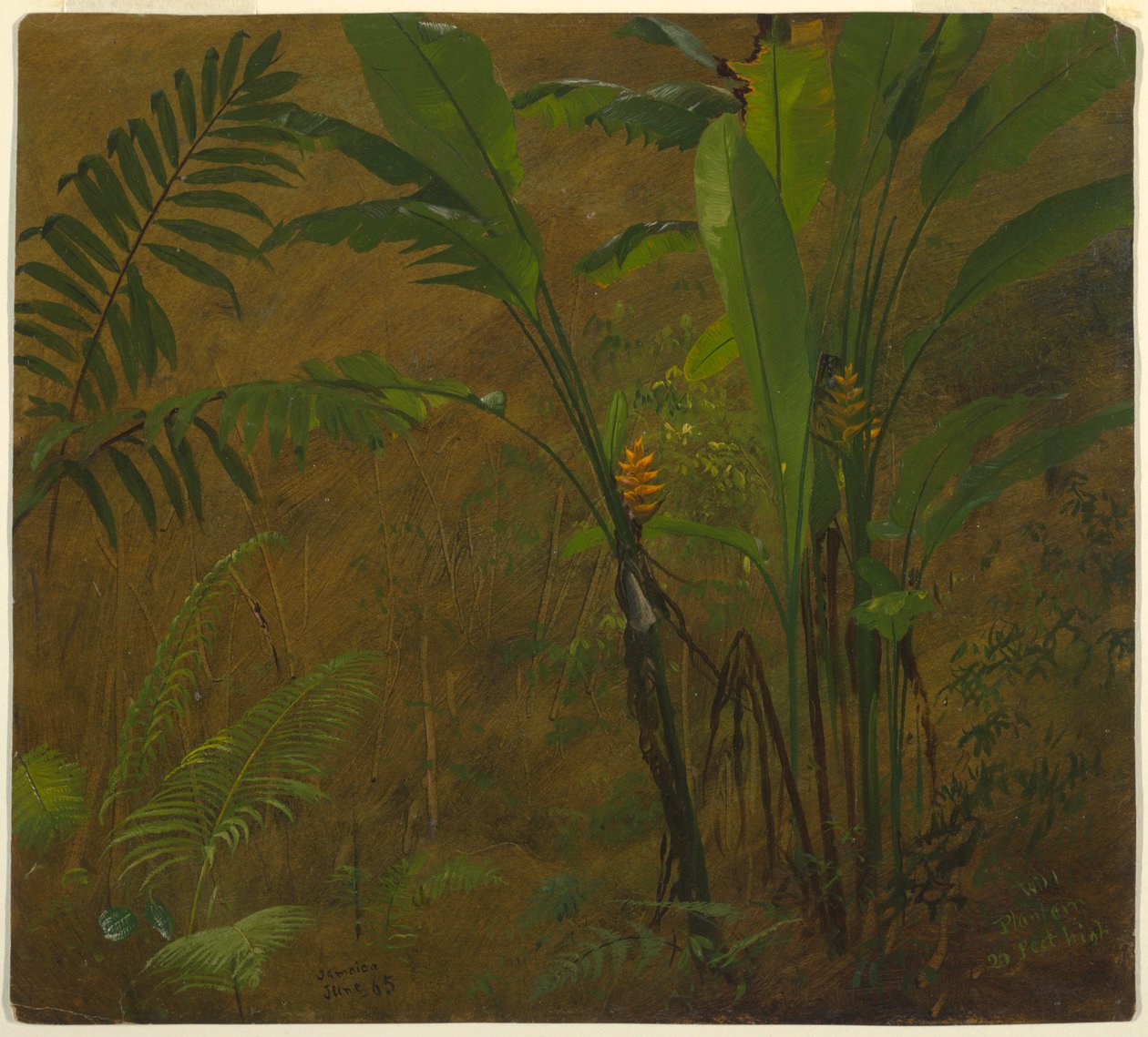 Kresba, Botanické studie z Jamajky, Západní Indie, červen 1887 od Frederic Edwin Church