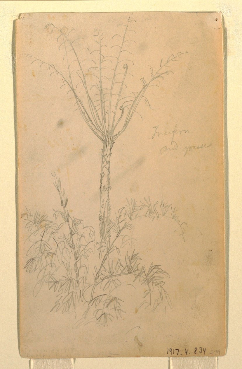 Kresba, botanická studie stromu, květen-červen 1857 od Frederic Edwin Church