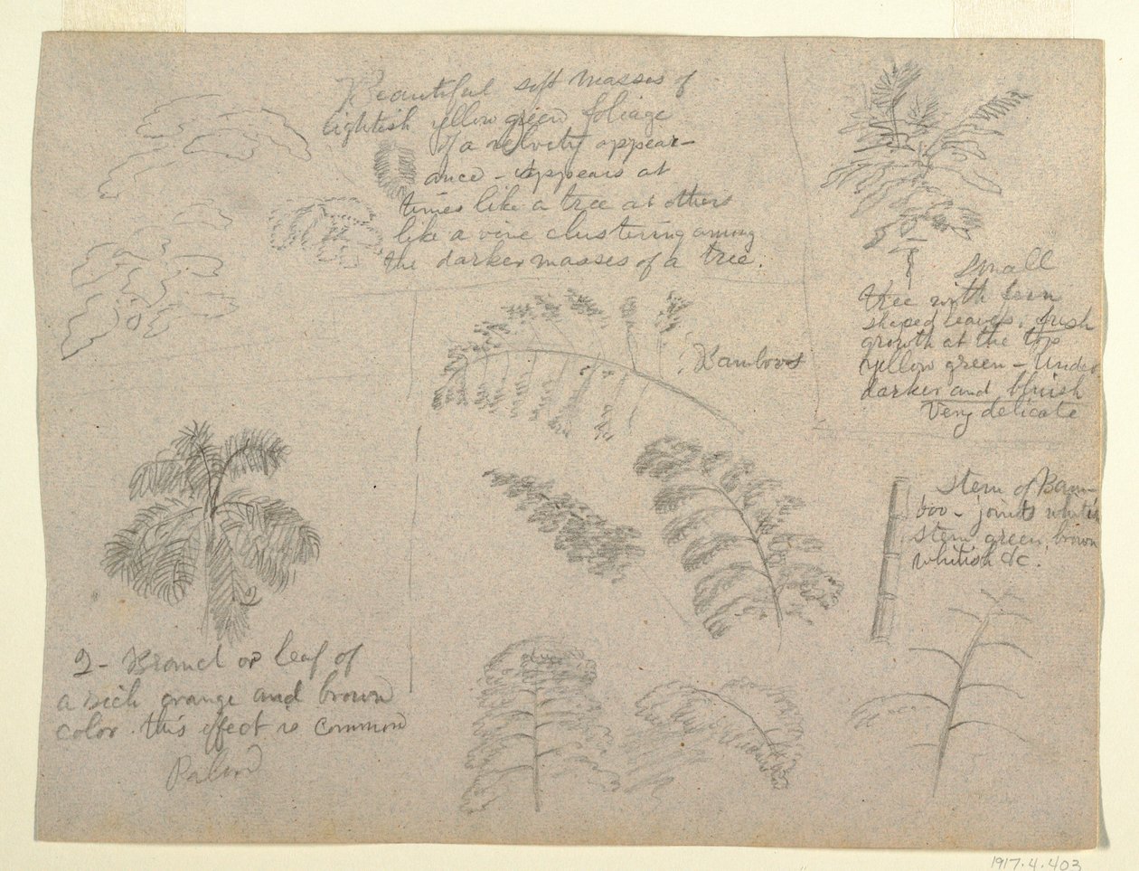 Kresba, Botanické studie, pohled od řeky Rio Magdalena, Kolumbie, 1853 od Frederic Edwin Church