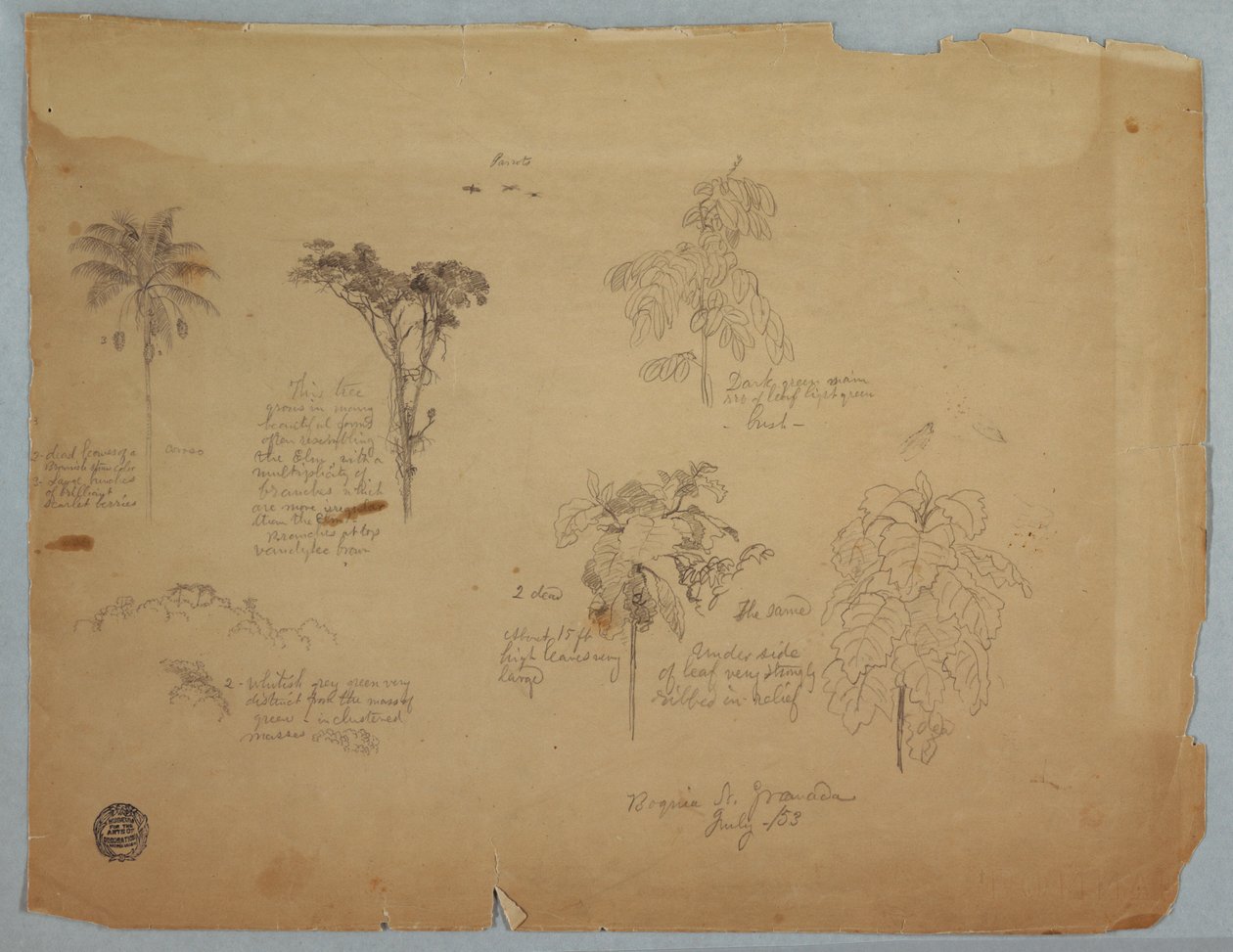 Kresba, Botanické studie s létajícími papoušky, Boquia, Kolumbie, červenec 1853 od Frederic Edwin Church
