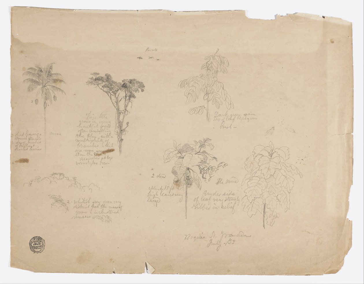 Kreslení.  Botanické skici z Kolumbie. od Frederic Edwin Church