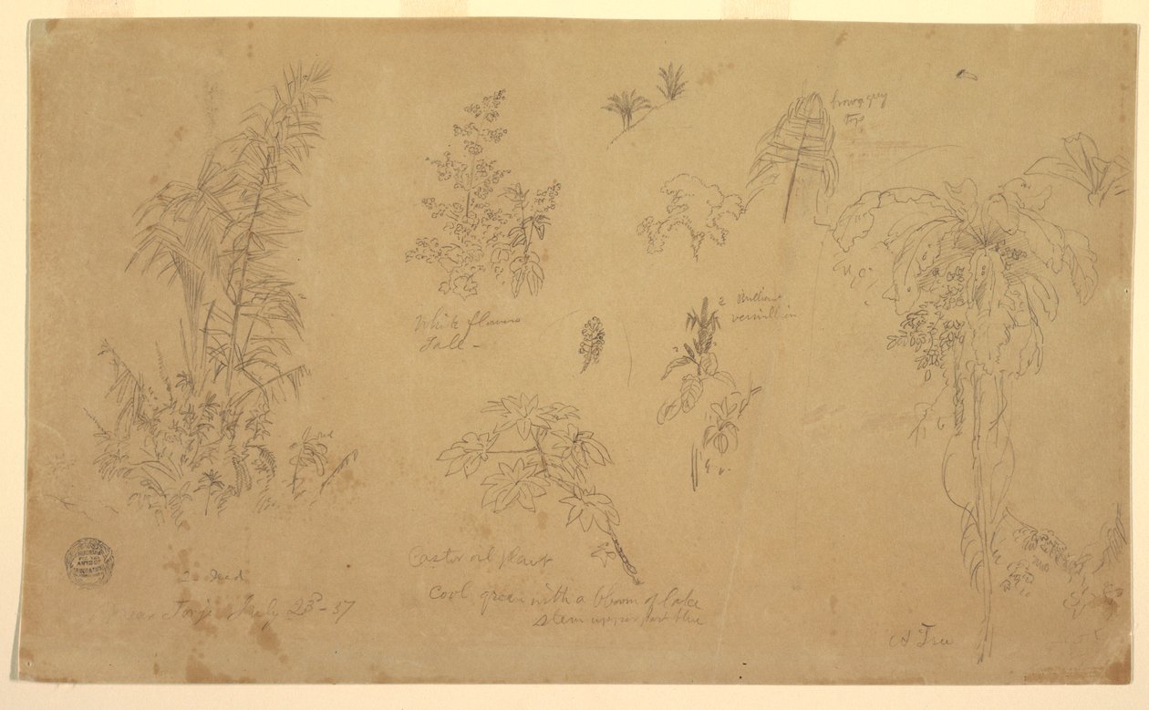 Kresba, Botanické náčrty, "u Jorje", 23. července 1857 od Frederic Edwin Church