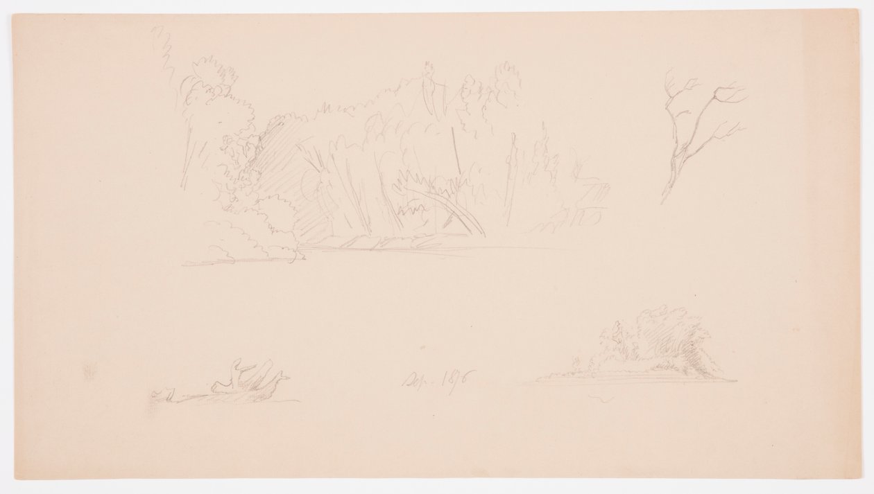 Kresba, Botanické skici: strom, stromy na břehu, září 1876 od Frederic Edwin Church