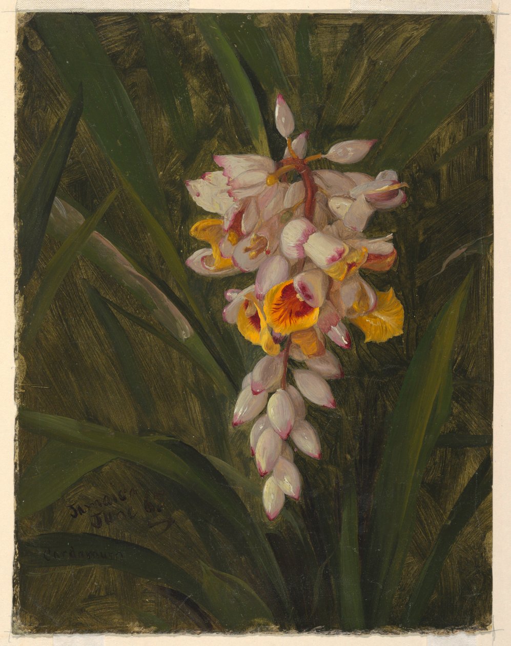 Kresba, "Cardamum", 1865 od Frederic Edwin Church