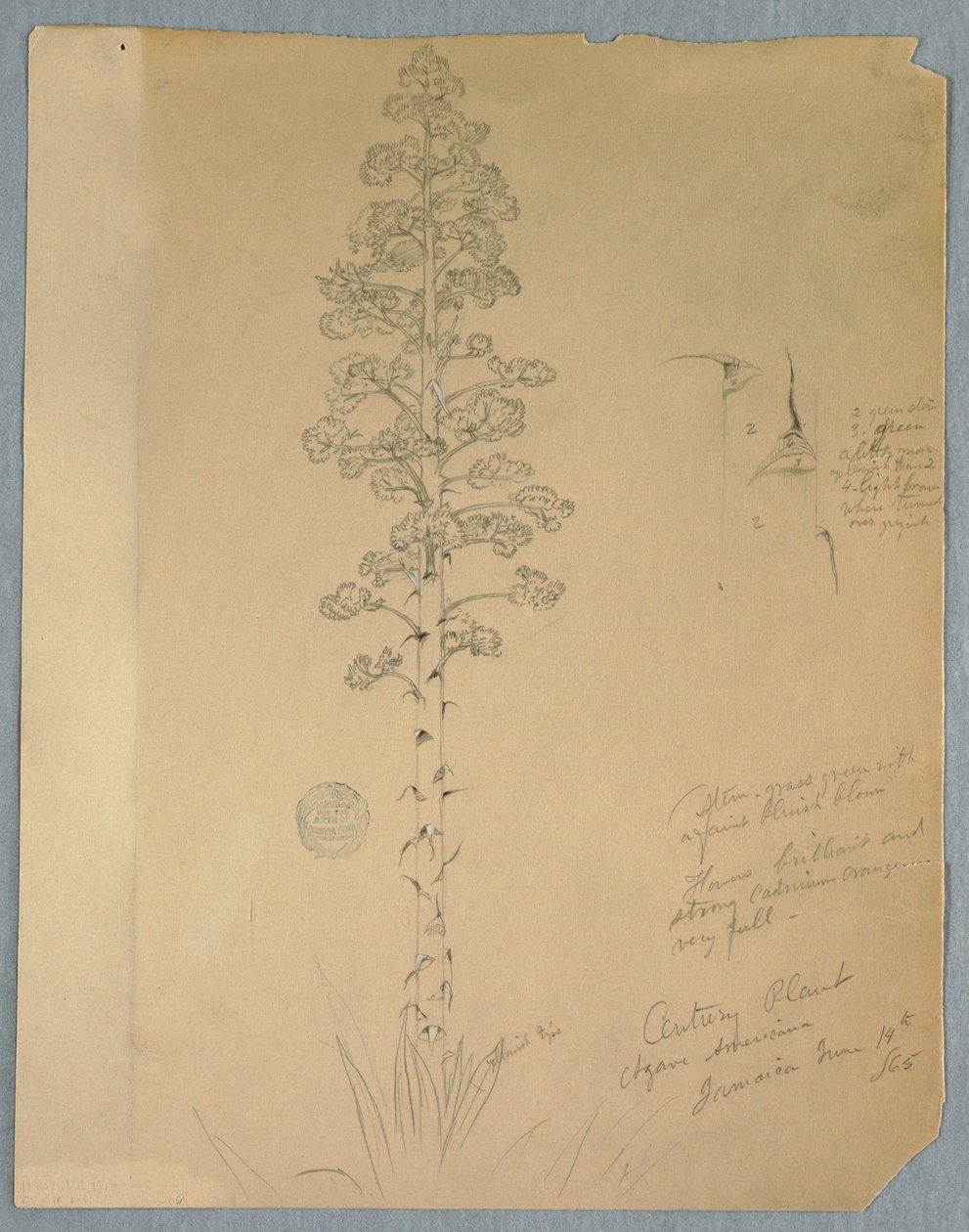 Kresba, Century Plant, Agave Americana, Jamaica, 14. června 1865 od Frederic Edwin Church