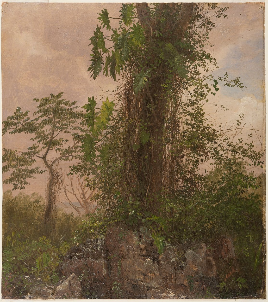 Kresba, Fíkovník a divoký filodendron, 1865 od Frederic Edwin Church