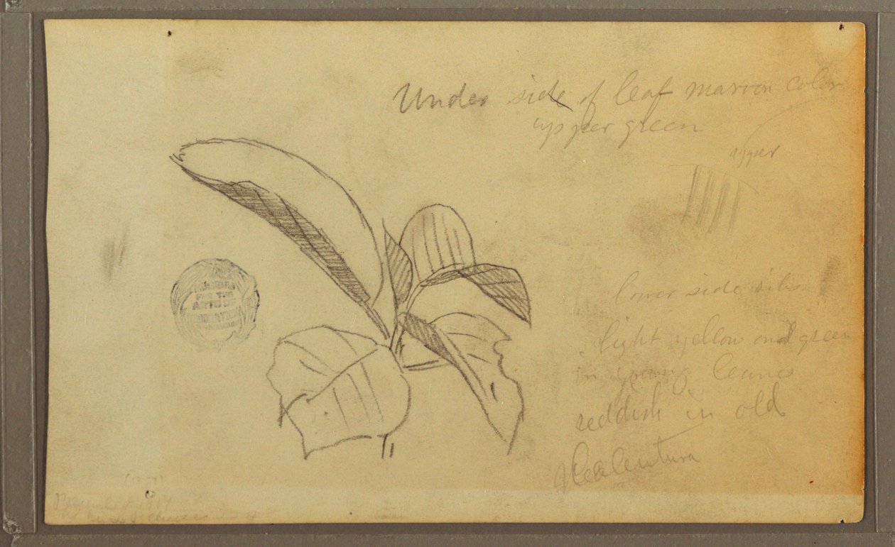 Kresba, listy, 1857 od Frederic Edwin Church
