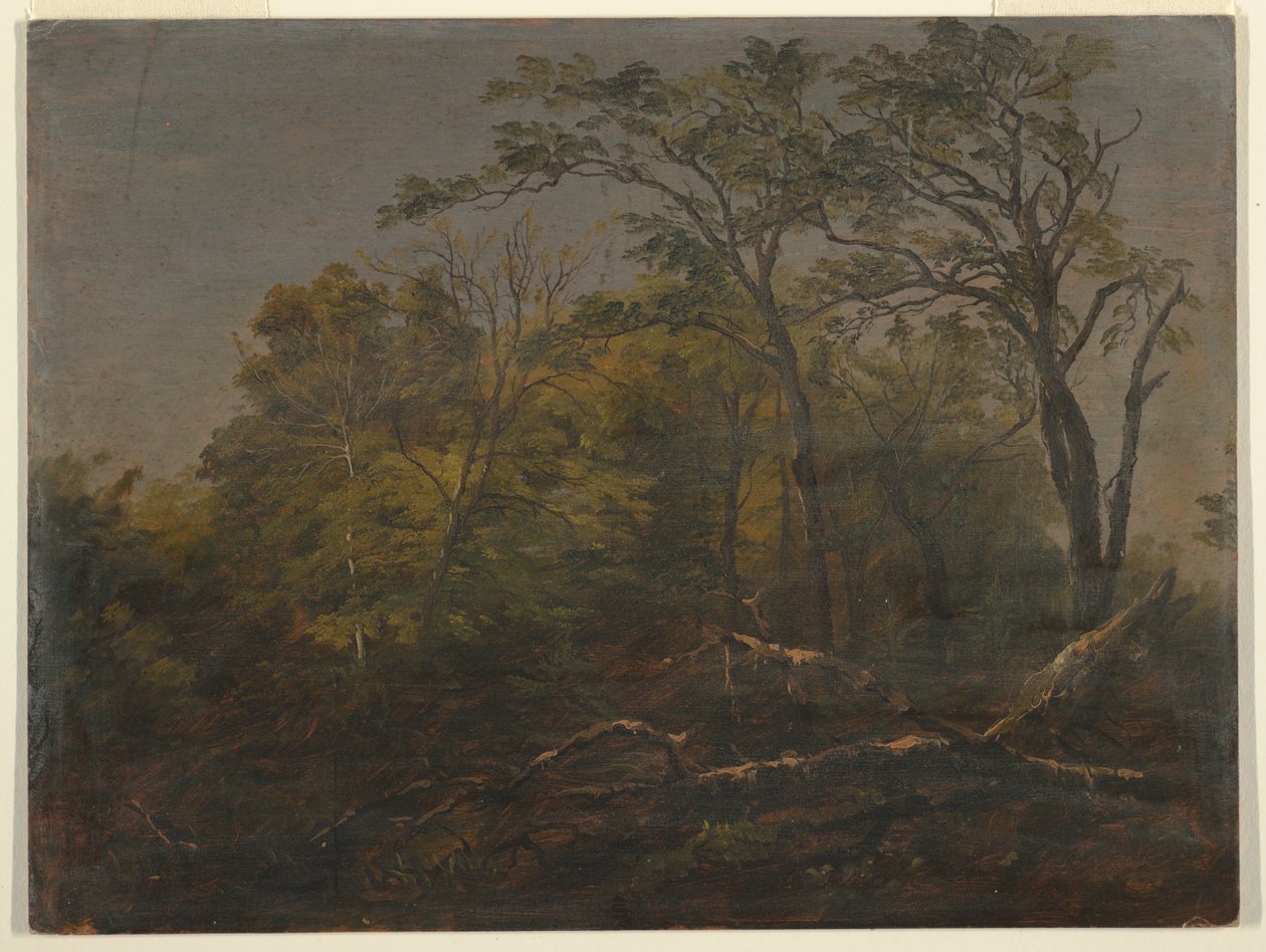 Kresba, Maine Woods, 1845-55 od Frederic Edwin Church