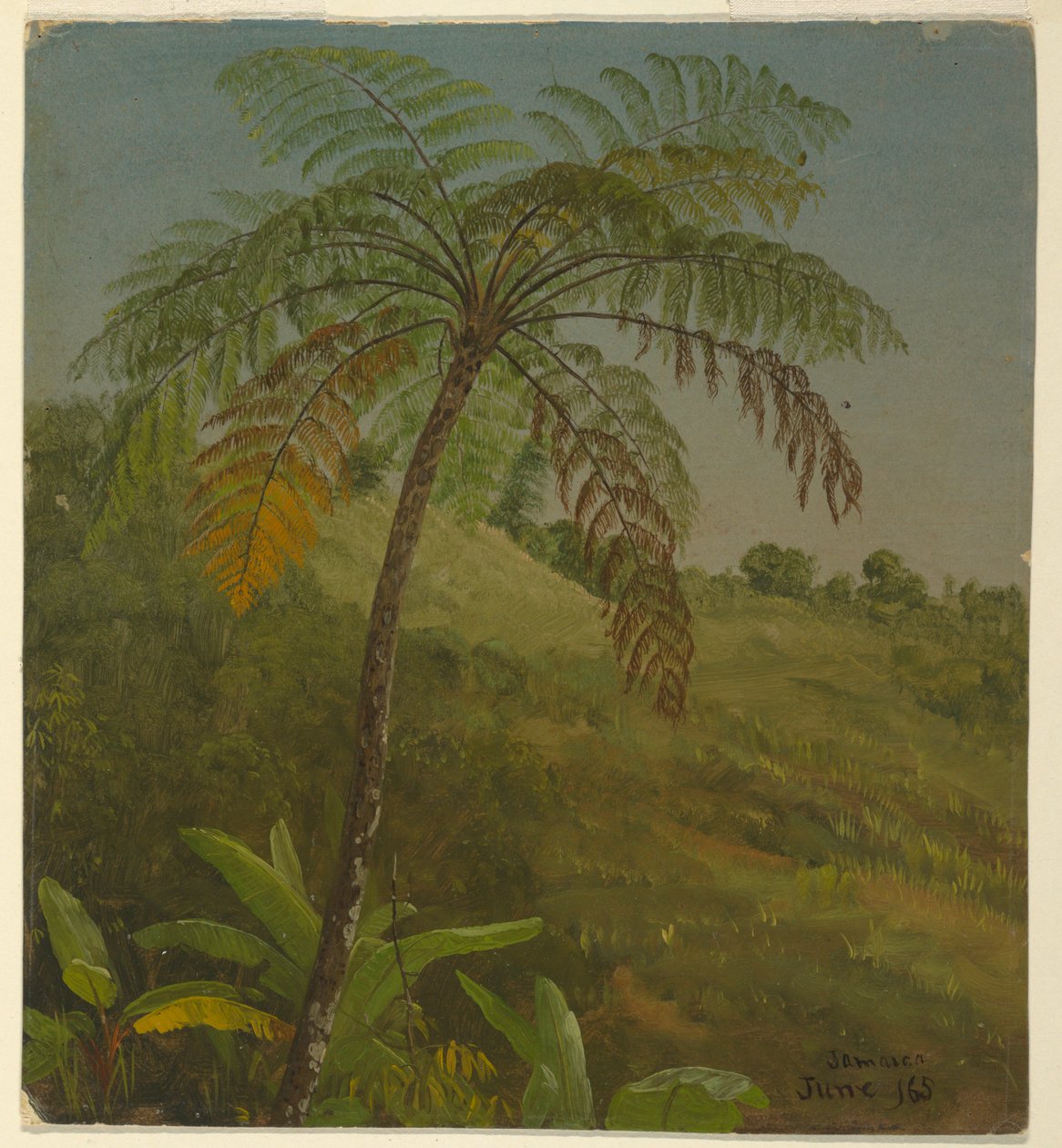 Kresba, Palm Tree, Jamajka, červen 1865 od Frederic Edwin Church