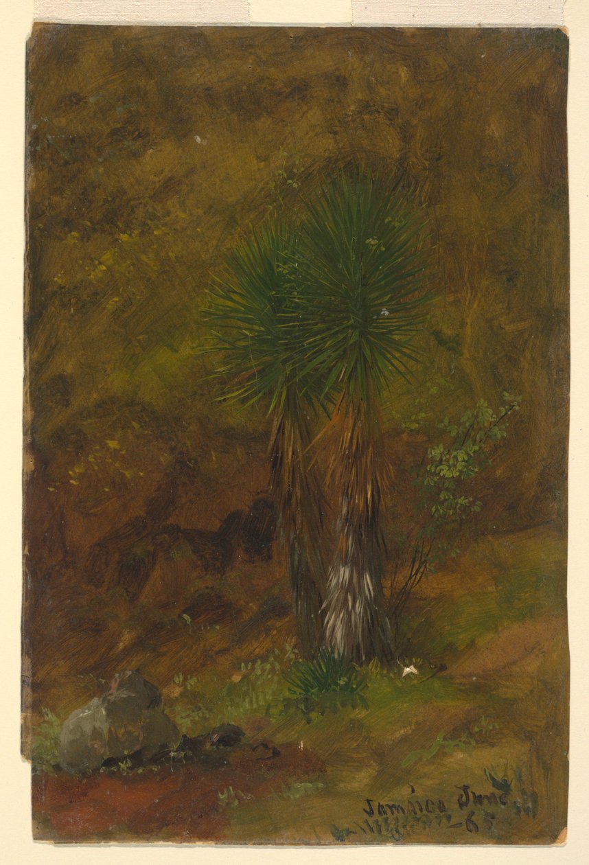 Kresba, palmy, červenec 1865 od Frederic Edwin Church