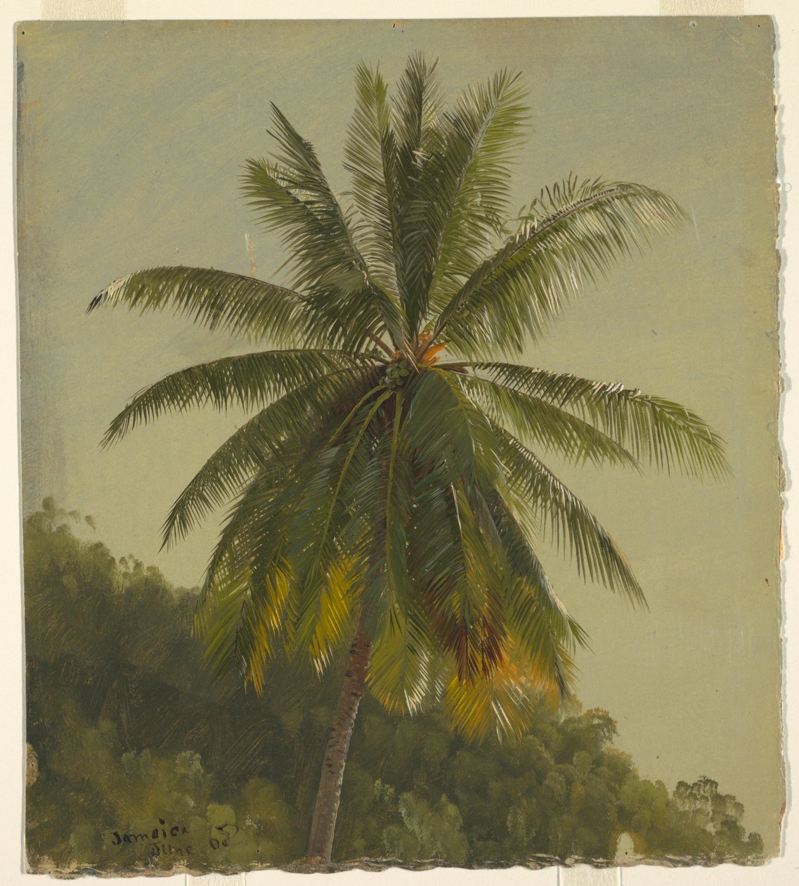 Kresba, Palmové stromy, Západní Indie, červen 1865, 1865 od Frederic Edwin Church