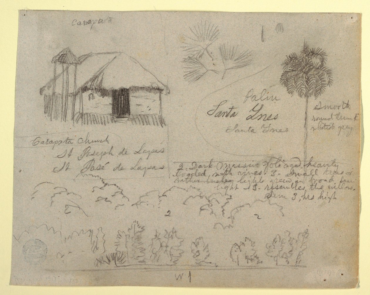 Kresba, kostel San Jose de Lapas, Carapata a botanické studie, pravděpodobně Kolumbie, 1853 od Frederic Edwin Church