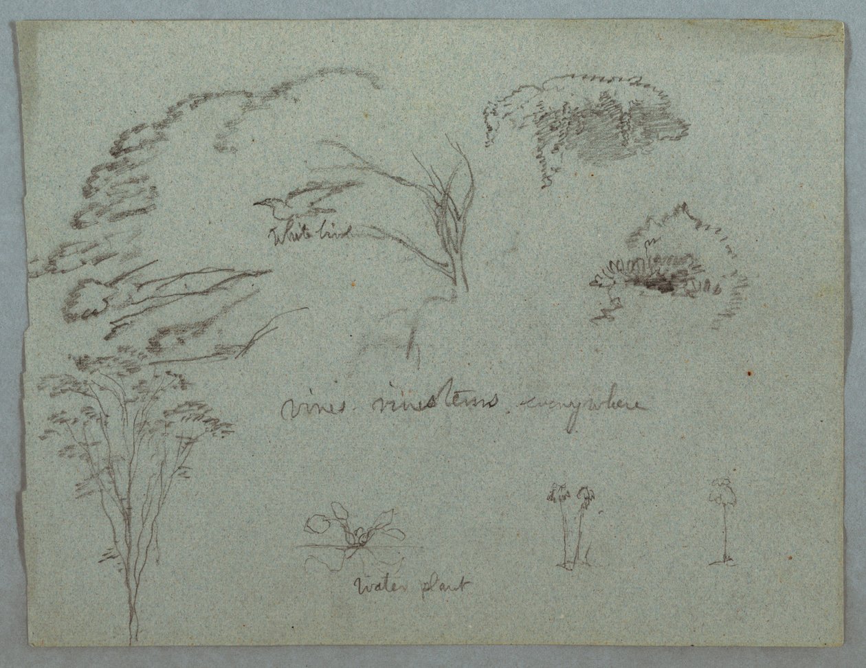 Kresba, Studie z Rio Magdalena, Kolumbie:  Vrcholky stromů, letící bílý pták, liány a tři kvetoucí rostliny, 1853, pravděpodobně květen od Frederic Edwin Church
