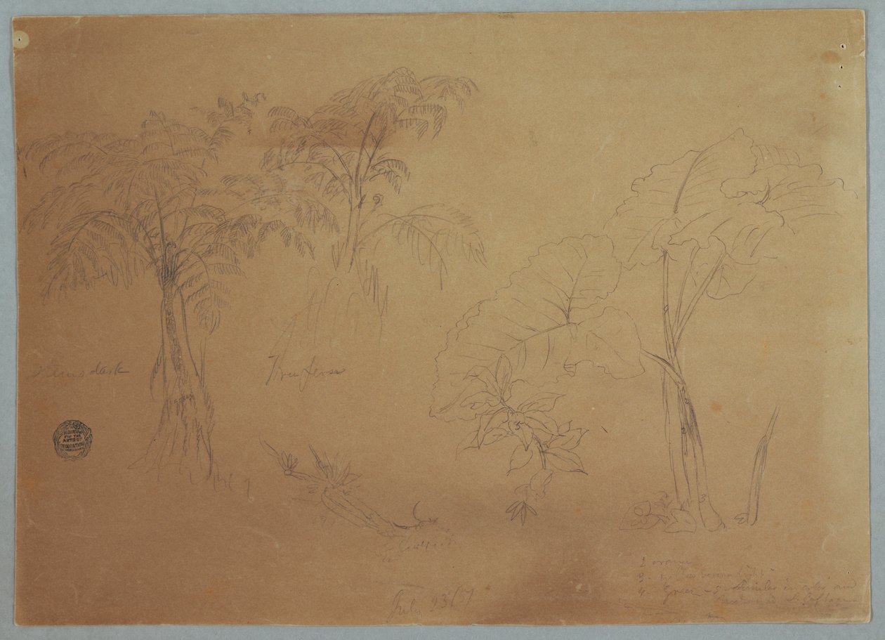 Kresba, Studie dvou stromů a tří rostlin, poblíž Jorje, Ekvádor, 23. července 1857 od Frederic Edwin Church