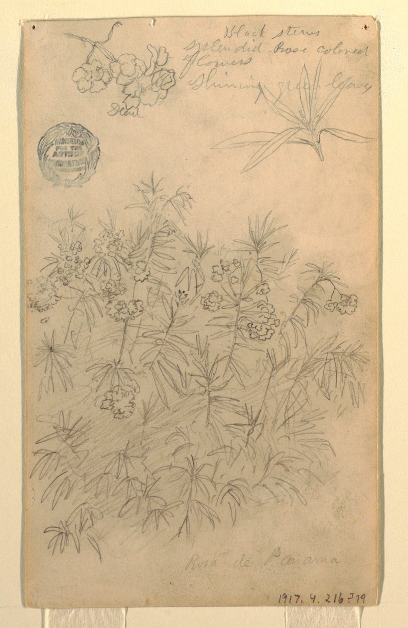 Kresba, Studie rostliny Rosa de Panama nebo Oleandr, květen-červen 1857 od Frederic Edwin Church