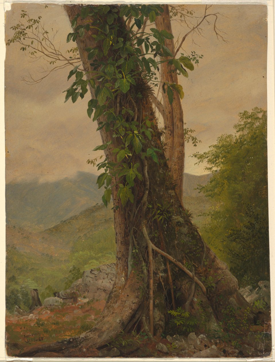 Kresba, Strom s vinnou révou, Jamajka, Západní Indie, květen 1865 od Frederic Edwin Church