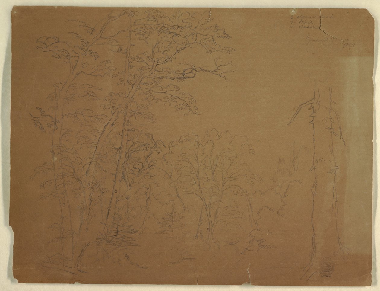 Kresba, Stromy, ostrov Grand Manan, Kanada, 1851 od Frederic Edwin Church