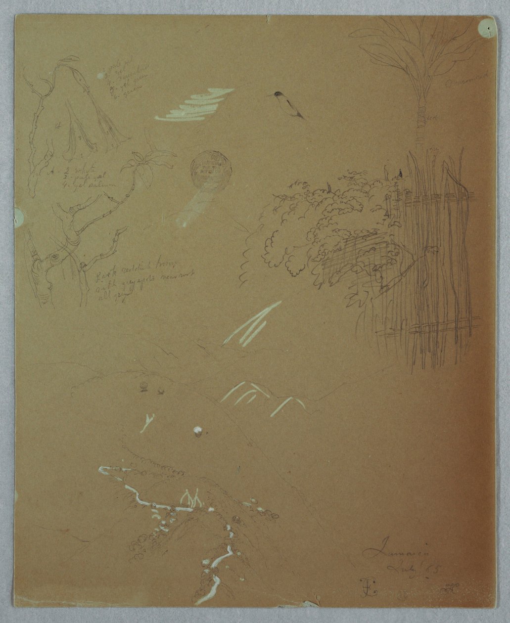 Nature Studies, Blue Mountains, Jamajka od Frederic Edwin Church