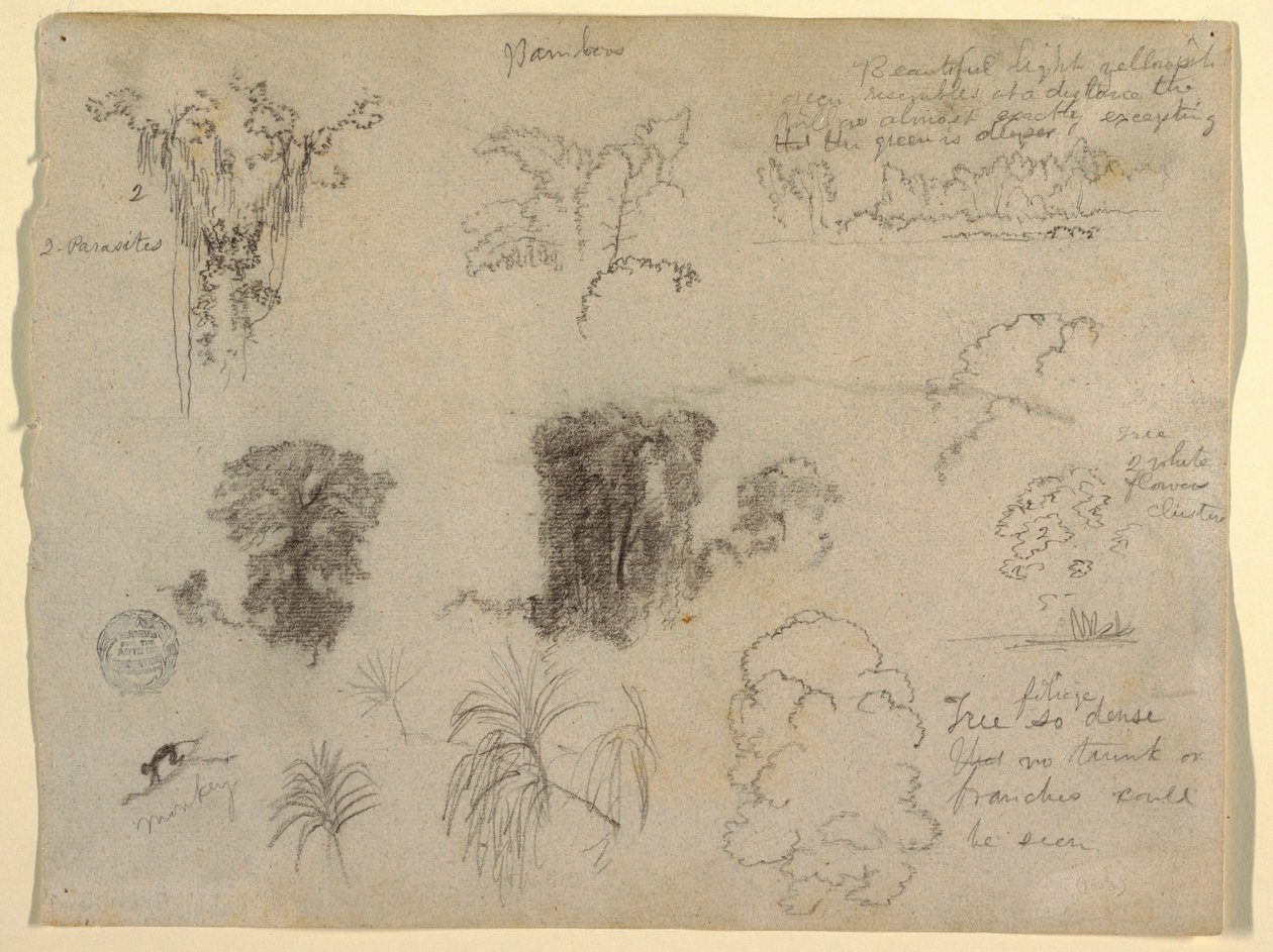 Nature Studies, pravděpodobně z Kolumbie: Opice, paraziti a stromy od Frederic Edwin Church