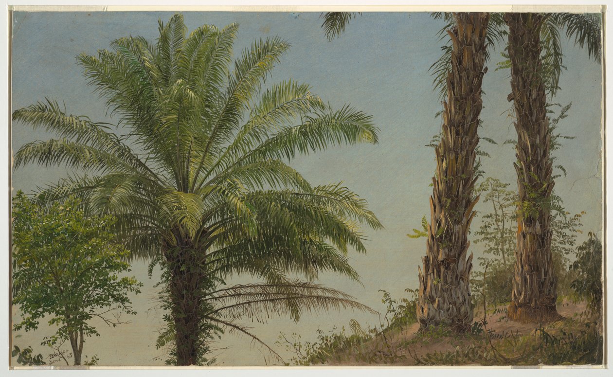 Palmy, Jamajka od Frederic Edwin Church