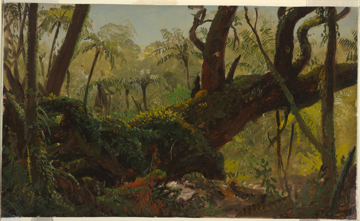 Deštný prales, Jamajka od Frederic Edwin Church