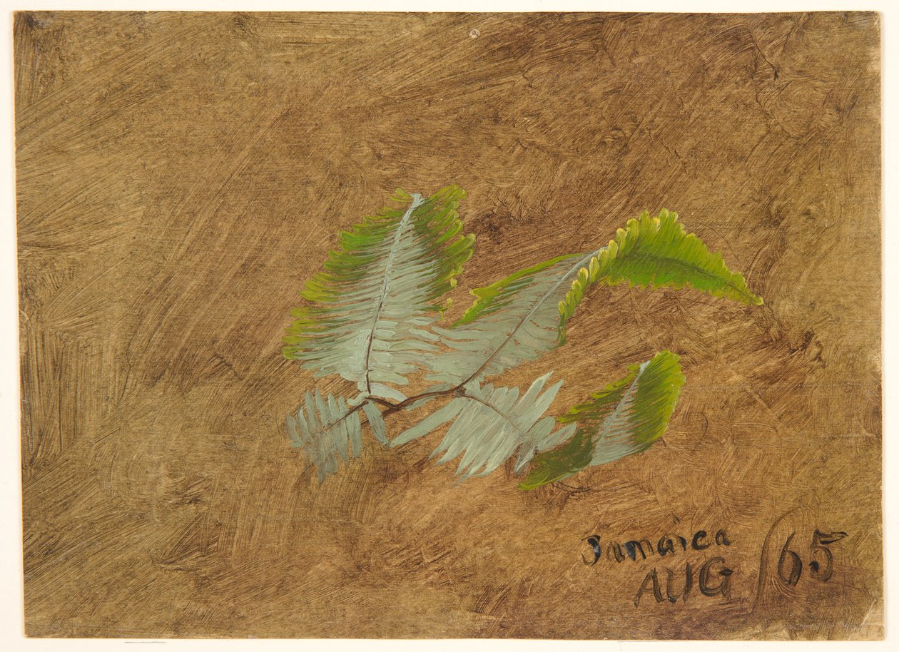 Studie Fern, Jamajka od Frederic Edwin Church