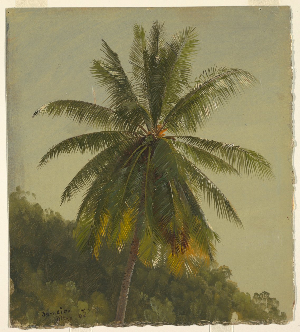 Studium Palm Tree, Jamajka od Frederic Edwin Church