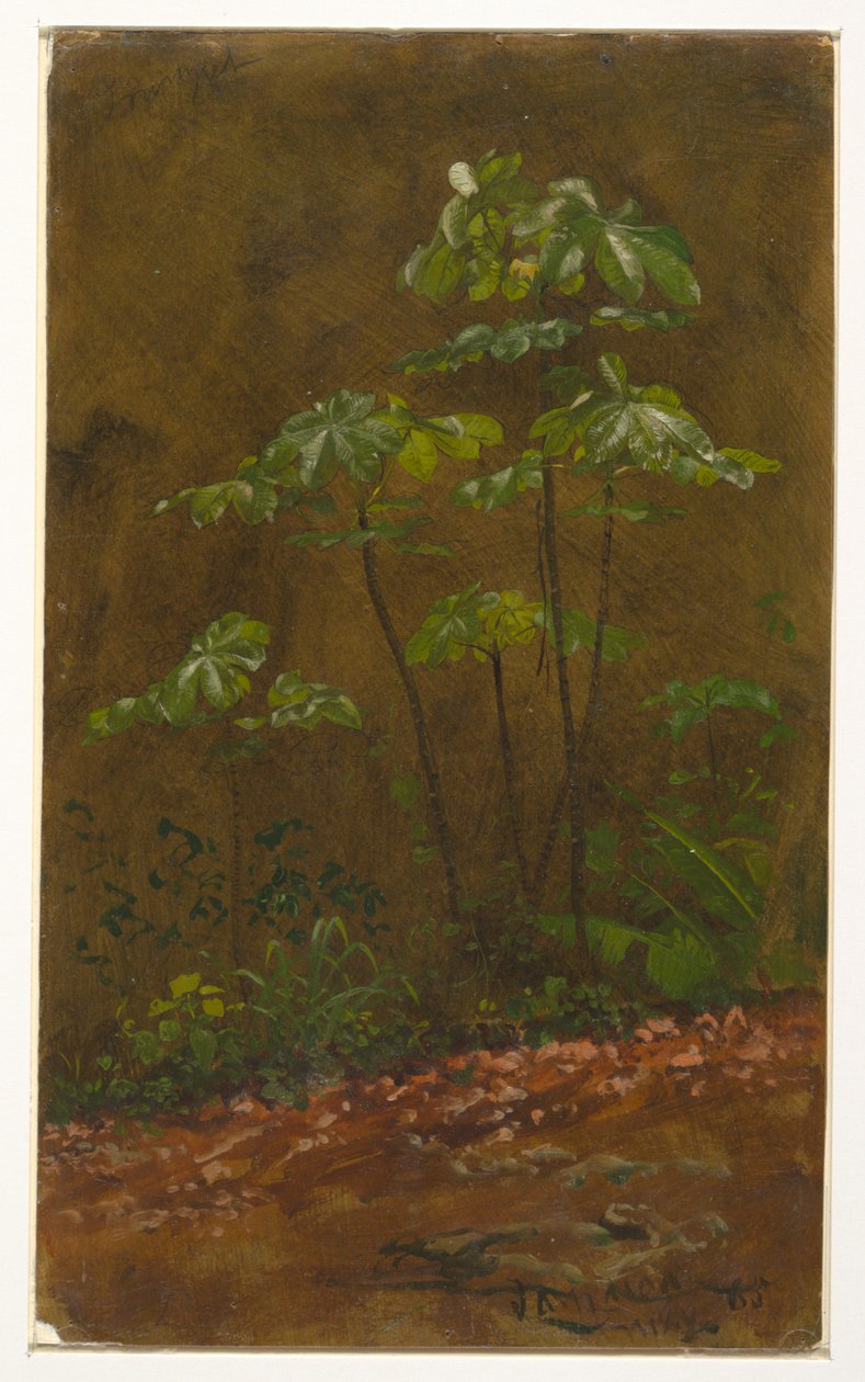 Trumpet Tree, Jamajka od Frederic Edwin Church