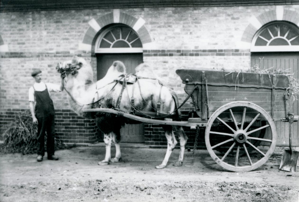 Velbloud dvouhrbý táhnoucí vozík s hnojem v londýnské zoo, 1913 od Frederick William Bond