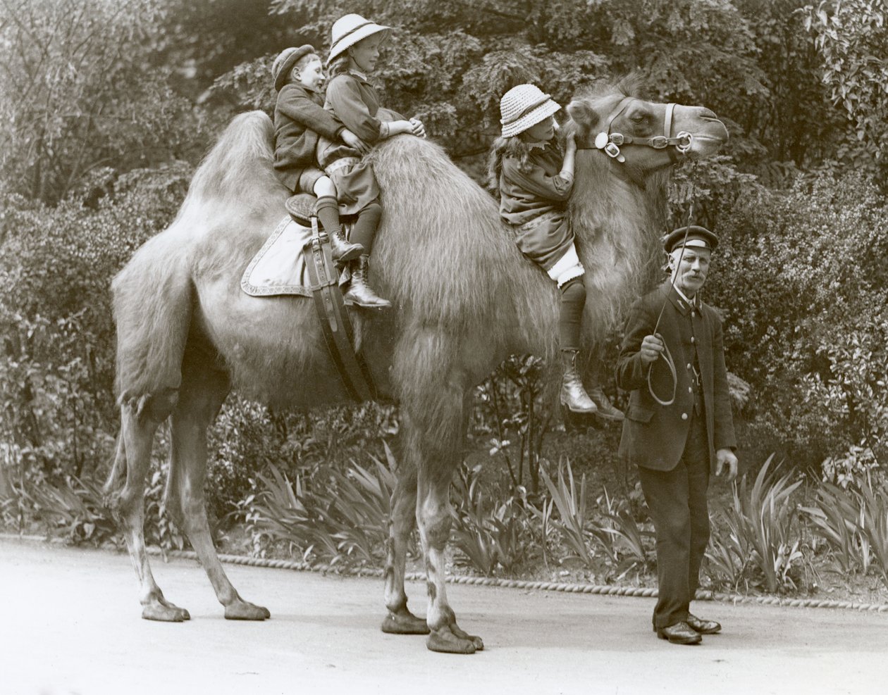 Jízda na velbloudu dvouhrbém s ošetřovatelem a třemi dětmi v londýnské zoo, květen 1914 od Frederick William Bond