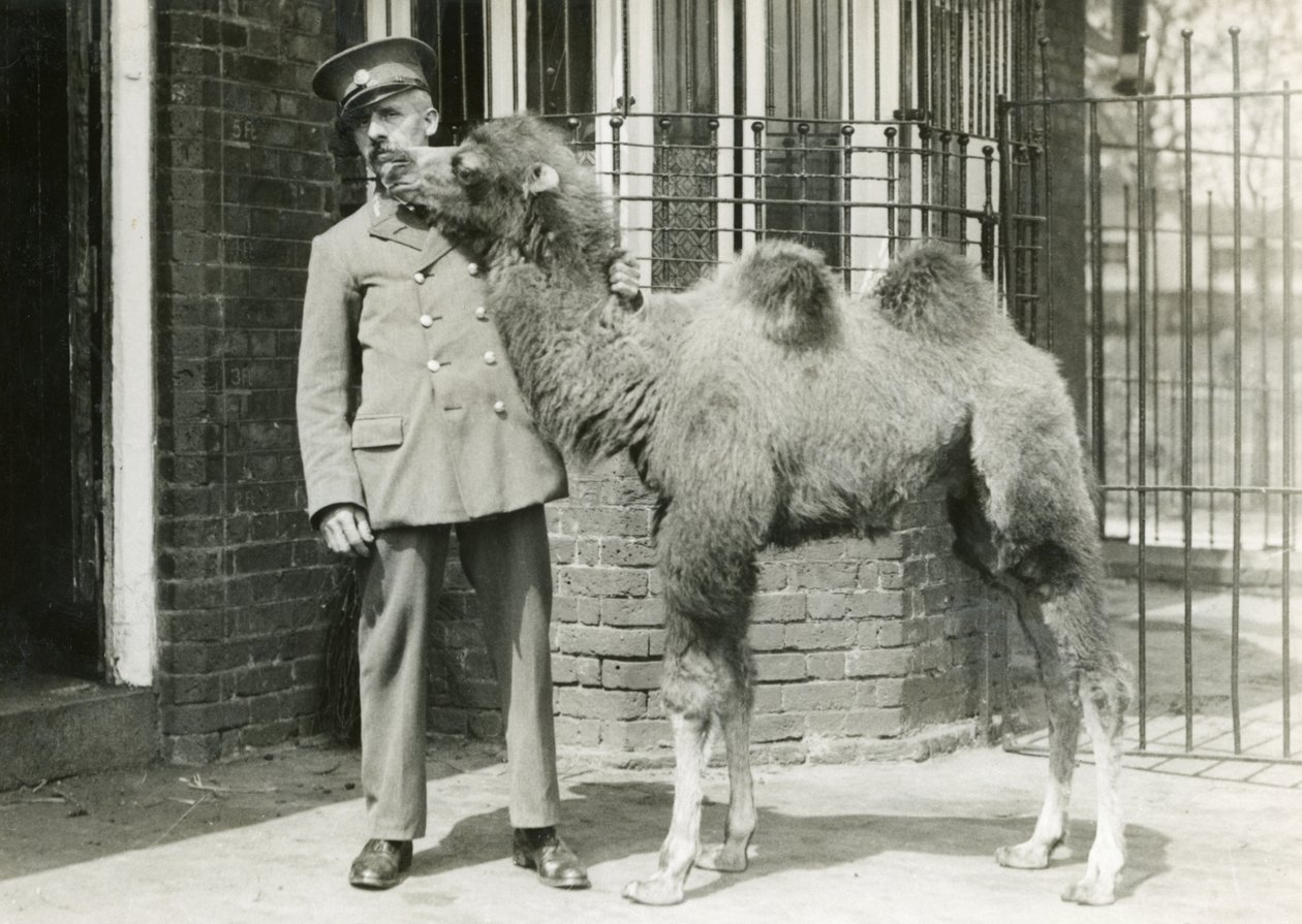 Mládě velblouda baktrijského s ošetřovatelem čtyři týdny po narození ve zvěřinci, Londýnská zoo, 1929. od Frederick William Bond