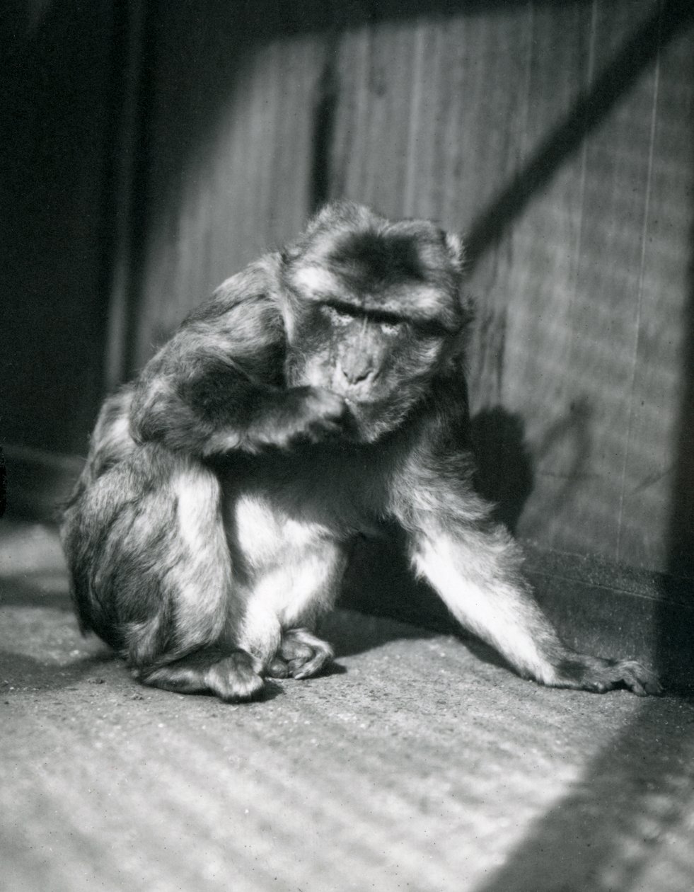 Barbary Ape v londýnské zoo, březen 1914 od Frederick William Bond