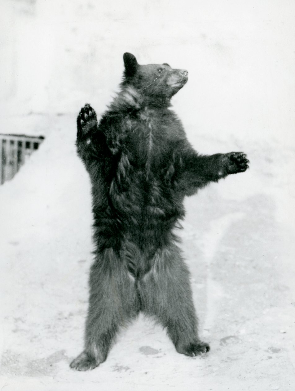Černý medvěd stojící ve svém výběhu na Mappinových terasách v londýnské zoo v roce 1917 (černobílá fotografie) od Frederick William Bond