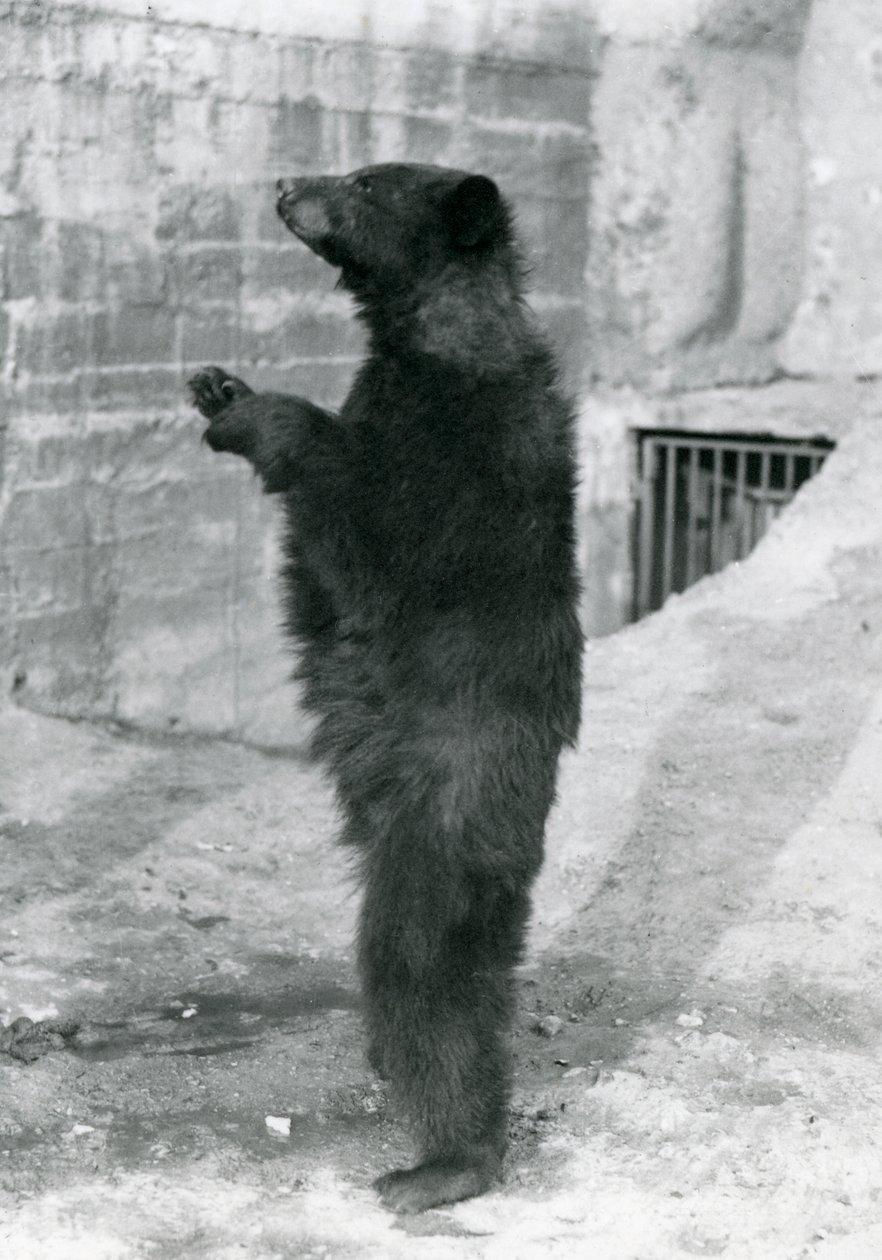 Černý medvěd stojící vzpřímeně ve svém výběhu na Mappin Terraces v londýnské zoo v roce 1921 (černobílá fotografie) od Frederick William Bond