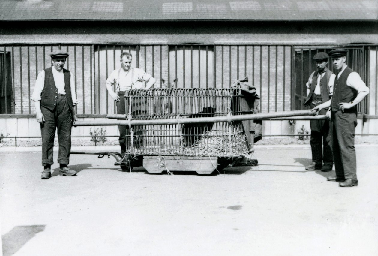 Černý leopard přepravovaný v kleci chovateli v londýnské zoo, červen 1922 od Frederick William Bond
