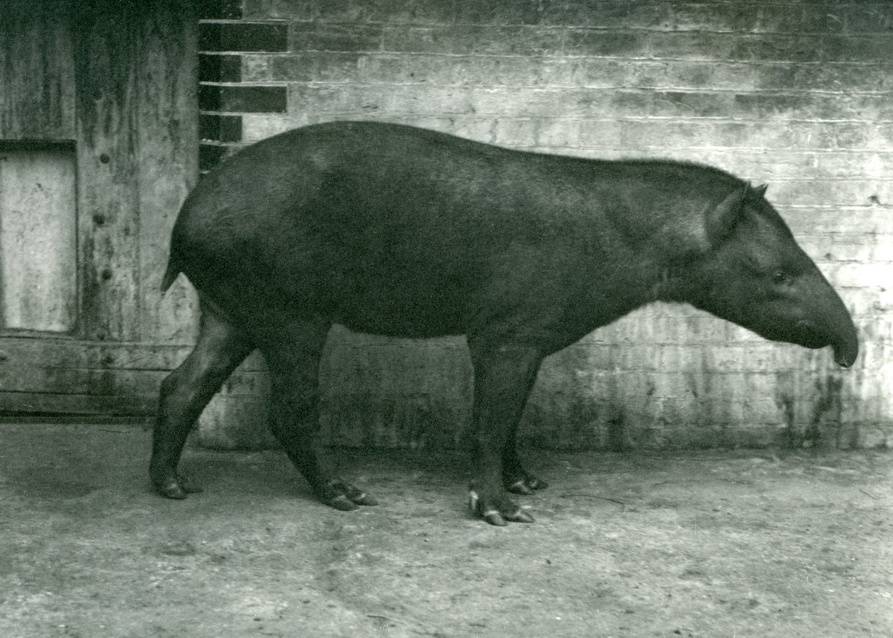 Tapír brazilský nebo jihoamerický v londýnské zoo, září 1922 (čb fotografie) od Frederick William Bond