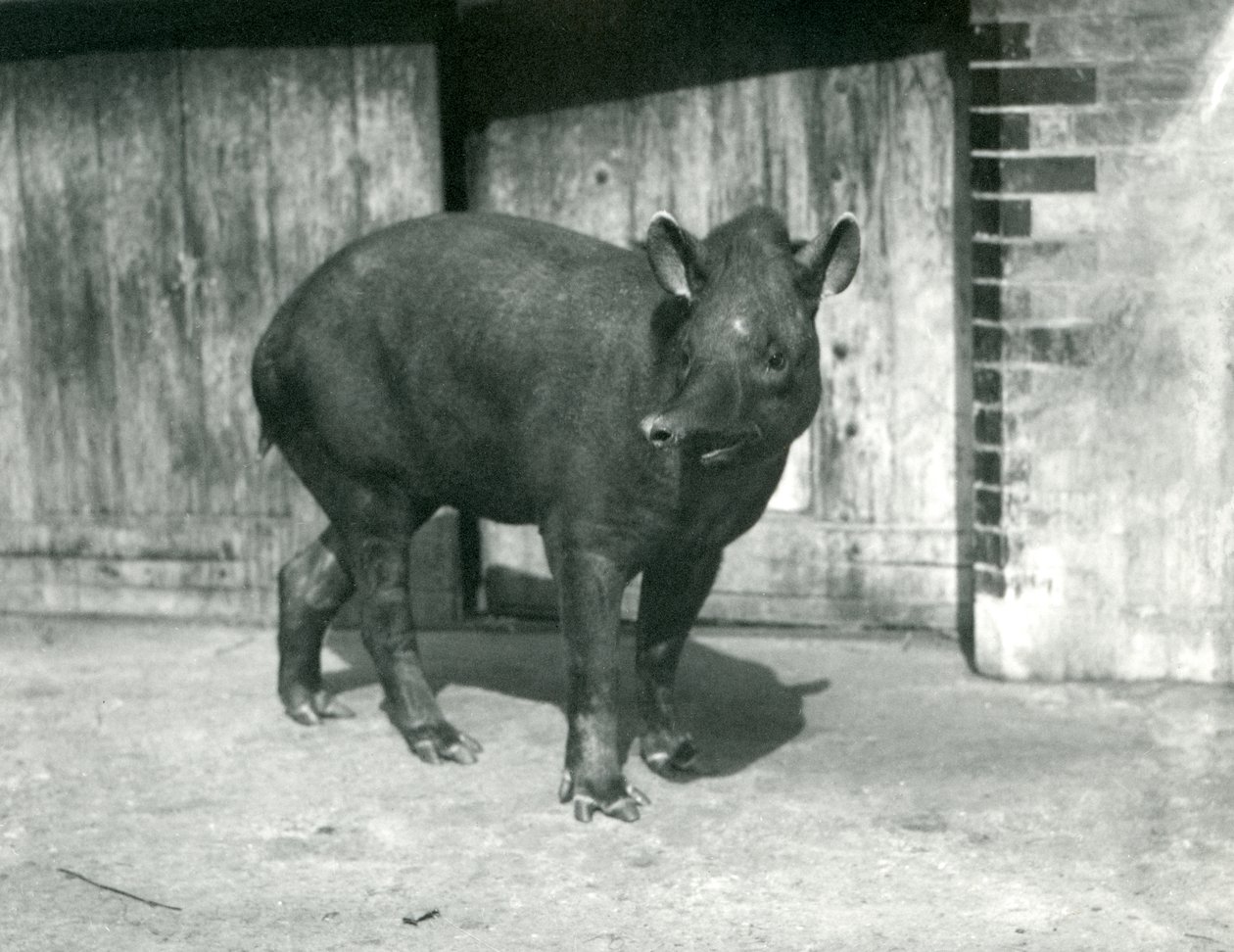 Brazilský nebo jihoamerický tapír v londýnské zoo, září 1922 (černobílá fotografie) od Frederick William Bond