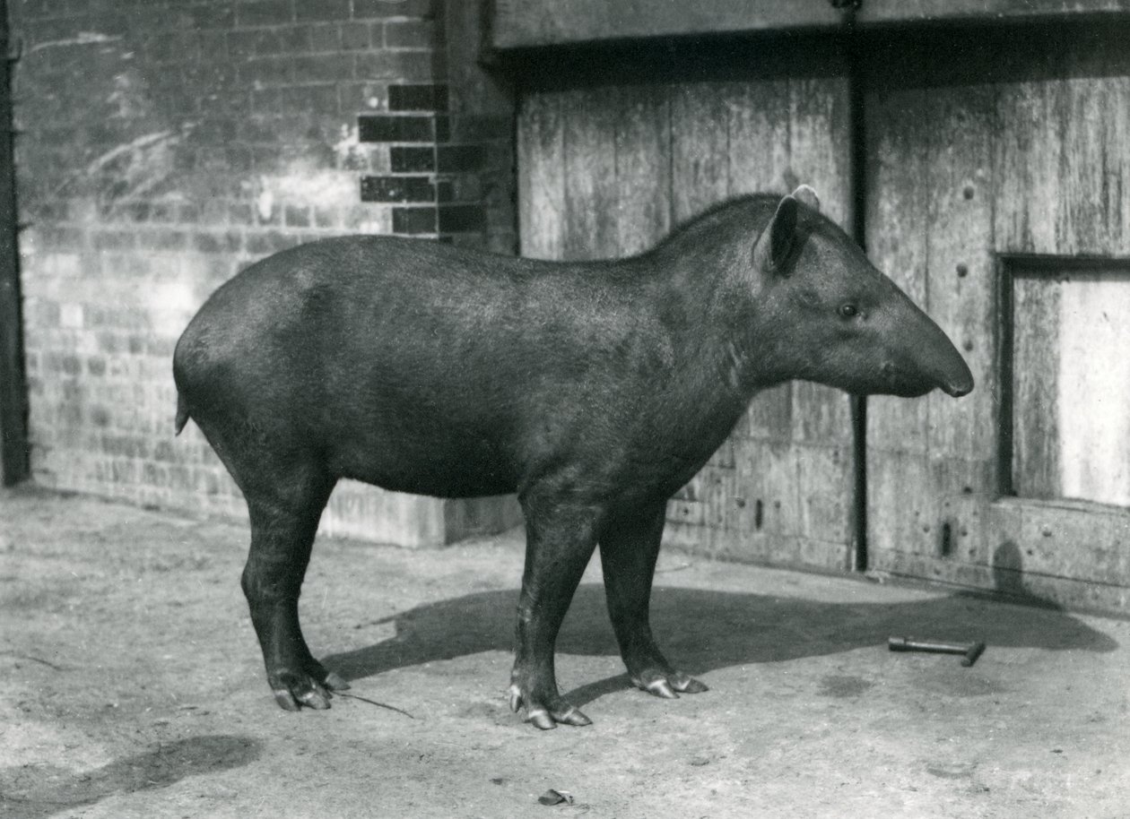 Brazilský nebo jihoamerický tapír v londýnské zoo, září 1922 (černobílá fotografie) od Frederick William Bond