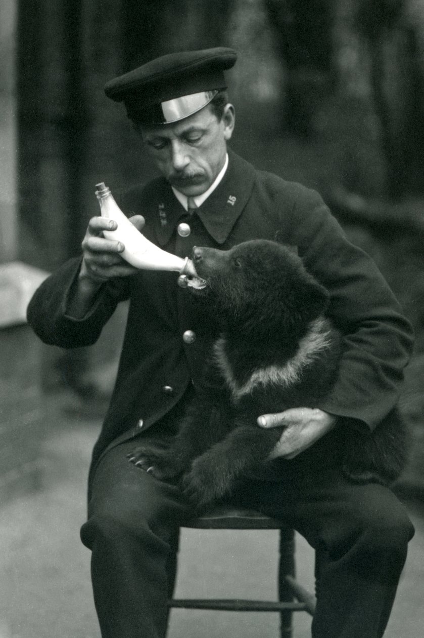 Mládě medvěda hnědého krmené chovatelem Leslie Martin Flewin z láhve v londýnské zoo v květnu 1914 od Frederick William Bond