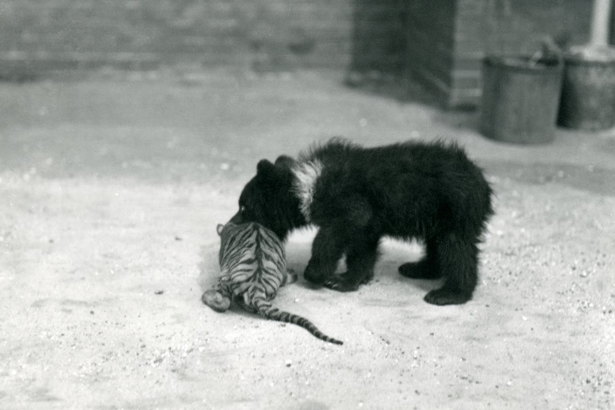 Mládě medvěda hnědého si hraje s mládětem tygra v londýnské zoo, duben 1914 od Frederick William Bond