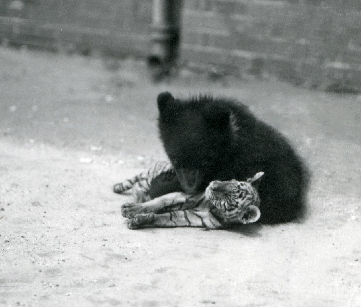 Mládě medvěda hnědého si hraje s mládětem tygra v londýnské zoo, duben 1914 od Frederick William Bond