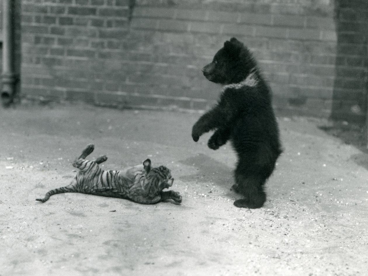 Mládě medvěda hnědého si hraje s mládětem tygra v londýnské zoo, duben 1914 od Frederick William Bond