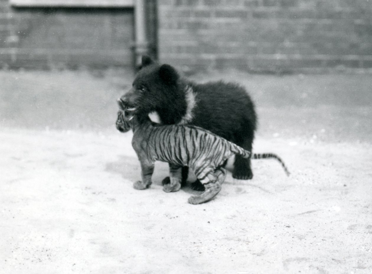 Mládě medvěda hnědého si hraje s mládětem tygra v londýnské zoo, duben 1914 od Frederick William Bond