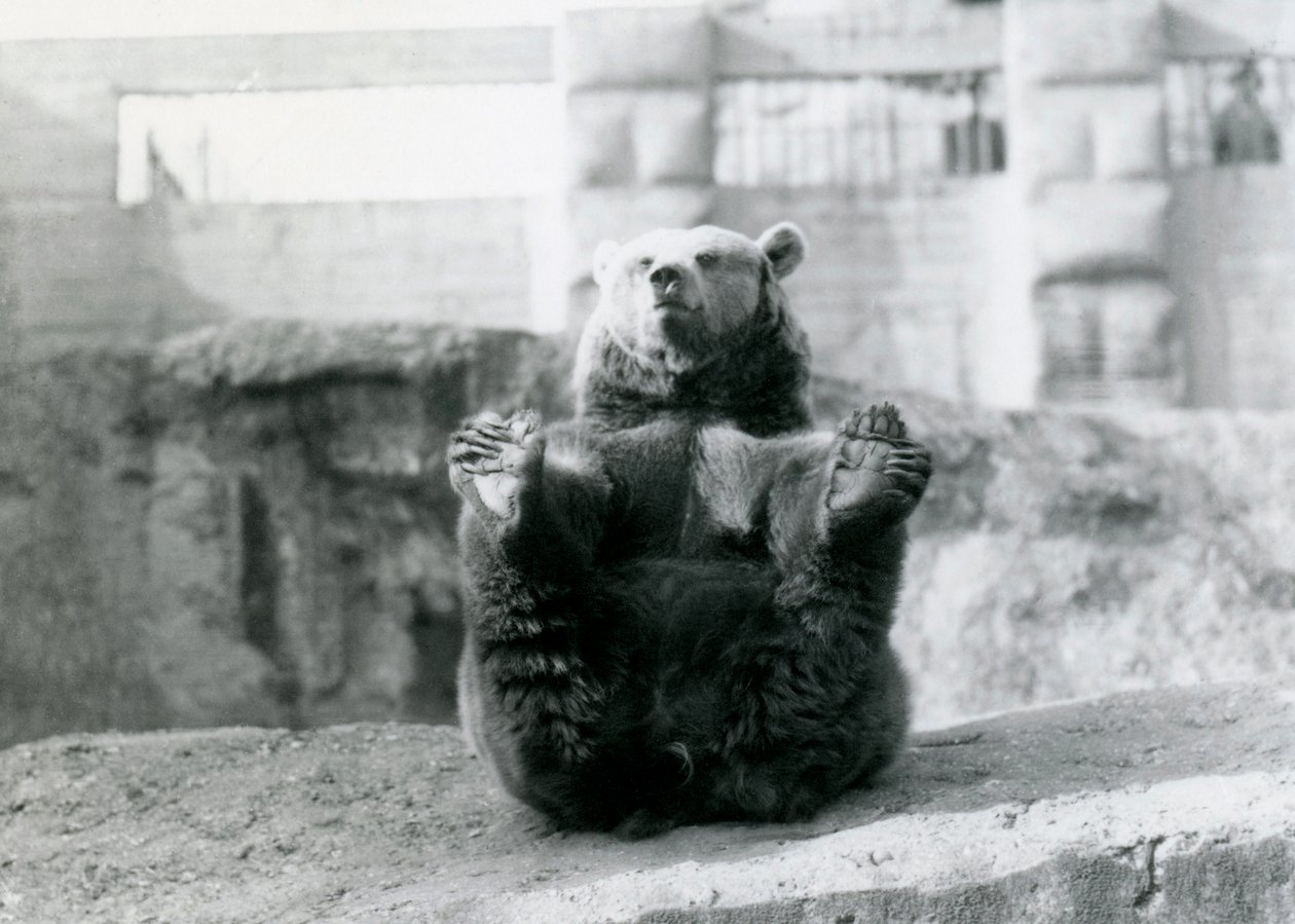 Medvěd hnědý sedí a drží si zadní nohy tlapami, Mappin Terraces, London Zoo, srpen 1921 od Frederick William Bond