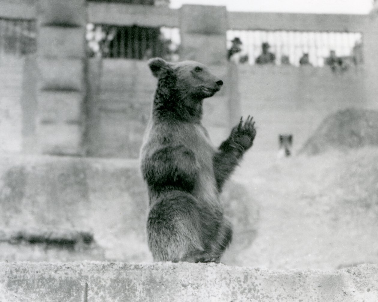 Medvěd hnědý sedící před návštěvníky ve svém výběhu na Mappin Terraces, London Zoo, 1922 (černobílá fotografie) od Frederick William Bond