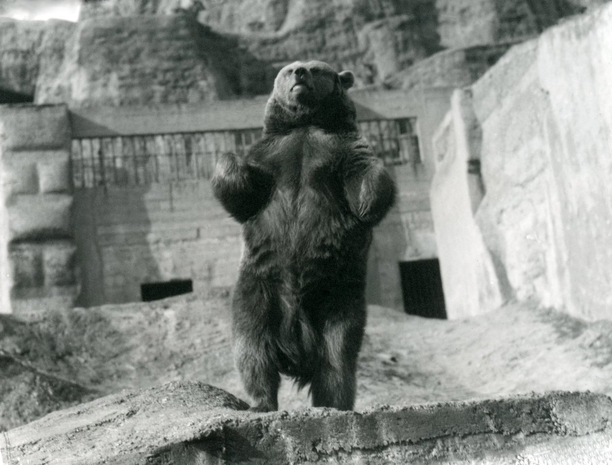 Medvěd hnědý stojí vzpřímeně na zadních nohách, Mappin Terraces, Londýnská zoo, srpen 1921 od Frederick William Bond