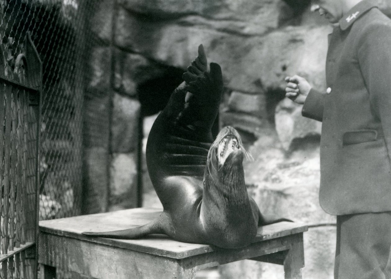 Kalifornský lachtan vystupuje pro svého chovatele v londýnské zoo, červenec 1921 od Frederick William Bond